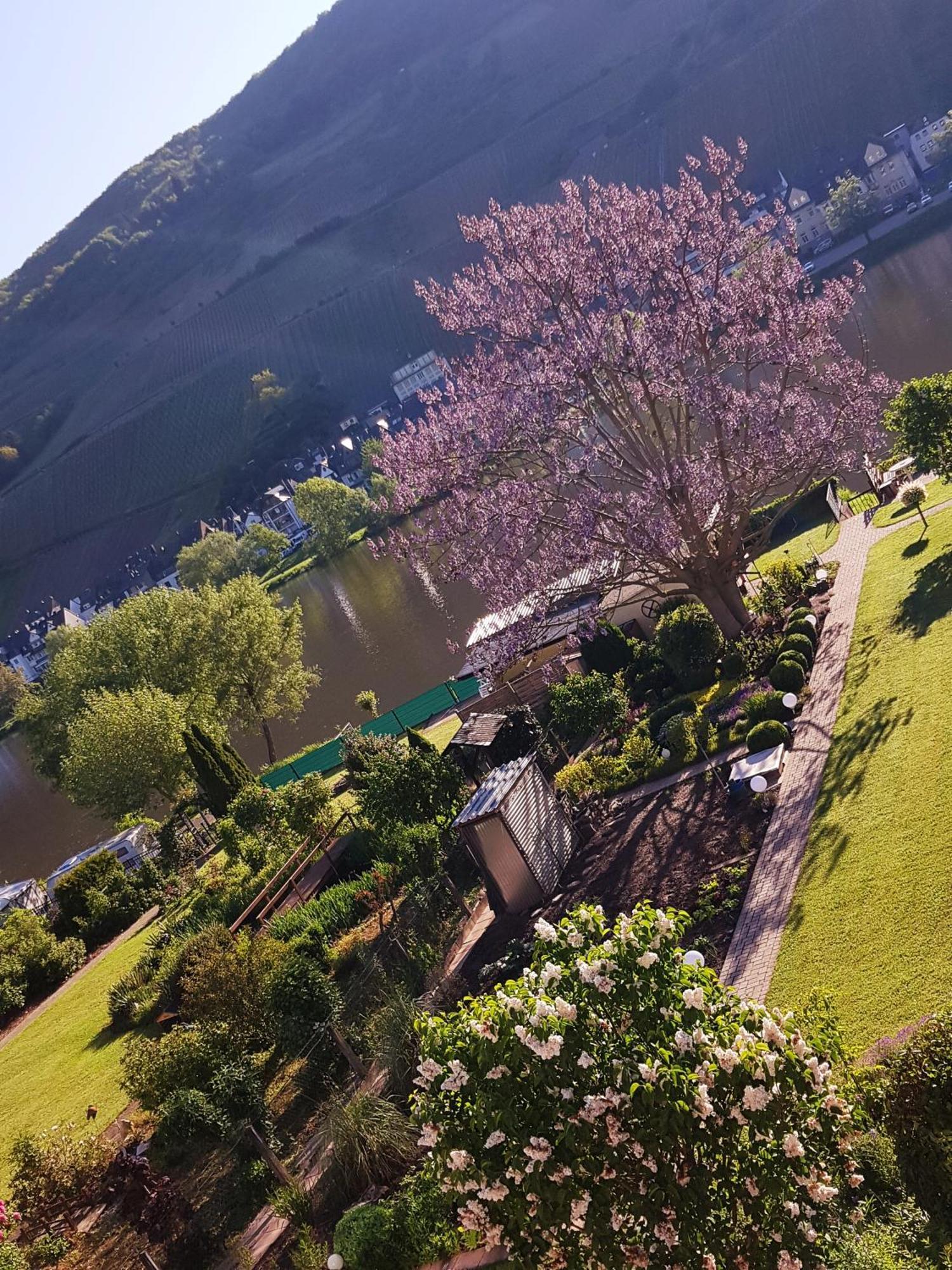 Zum Blauglockenbaum Apartment Zell an der Mosel Exterior photo